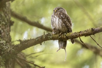 Pygmy Owl (Glaucidium passerinum), owl, with mouse, on branch, Koroska, Slovenia