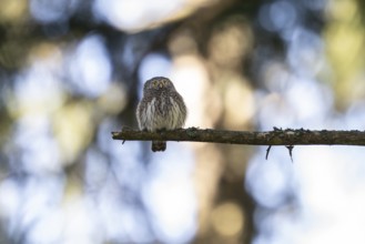 Pygmy Owl (Glaucidium passerinum), owl, on branch, Koroska, Slovenia