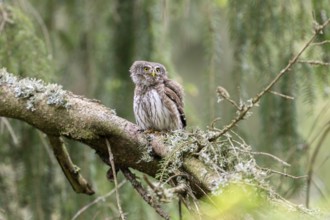 Pygmy Owl (Glaucidium passerinum), owl, on branch, Koroska, Slovenia