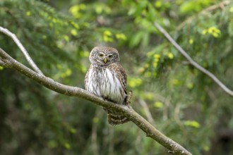 Pygmy Owl (Glaucidium passerinum), owl, on branch, Koroska, Slovenia