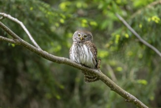 Pygmy Owl (Glaucidium passerinum), owl, on branch, Koroska, Slovenia