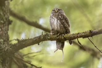 Pygmy Owl (Glaucidium passerinum), owl, with mouse, on branch, Koroska, Slovenia
