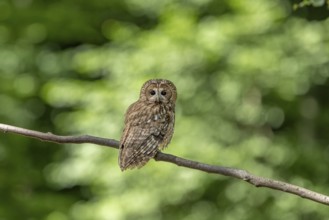 Tawny owl (Strix aluco), owl, on branch, Koroschka, Slovenia