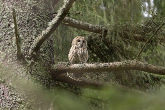 Tawny owl (Strix aluco), owl, on branch, Koroschka, Slovenia
