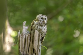 Tawny owl (Strix aluco), owl, on tree trunk, Koroschka, Slovenia