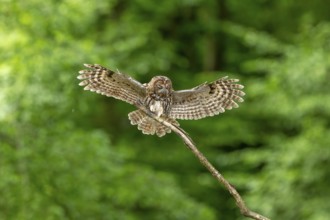 Tawny owl (Strix aluco), owl, approaching, Koroschka, Slovenia