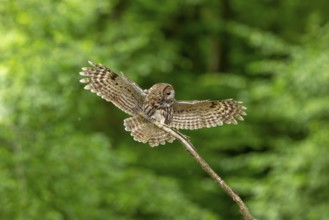 Tawny owl (Strix aluco), owl, approaching, Koroschka, Slovenia