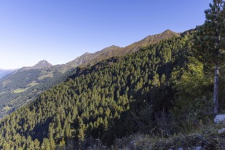 Landscape panorama, Mountain forest, Mountain pines, Autumnal, Uttendorf Pinzgau