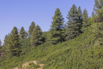 Landscape panorama, Mountain forest, Mountain pines, Autumnal, Uttendorf Pinzgau