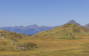 Mountain panorama, Uttendorf Pinzgau, autumn landscape, alpenglow, alpine pasture farming
