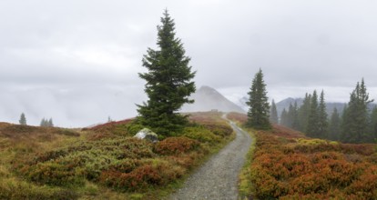 Hiking trail through colourful landscape with fog in autumn, Schladminger Tauern, Schladming,