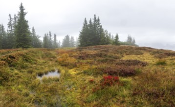 Colourful landscape with fog in autumn, Schladminger Tauern, Schladming, Styria, Austria