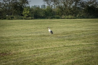 A single stork stands in a green meadow, surrounded by trees under a clear sky, Weser cycle path,