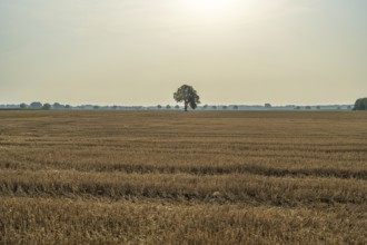A wide field with a single tree under a pale sky and gentle sun, Weser cycle path, Nienburg Weser