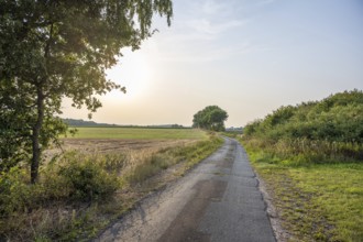 An idyllic country lane lined with trees leads through a green landscape at sunset, Nienburg Weser