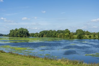 An expansive river landscape with algae in the water and green meadows, Weser cycle path, Weser,