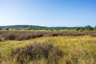 Landscape with heather and yellow grass in front of rolling hills under a clear sky,