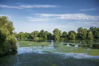 Calm lake with floating plants, surrounded by dense green forest and clear sky, Emssee near