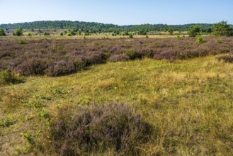 Gentle heathland with purple heather and yellow grass under a blue sky, Haltern-Borkenberge nature