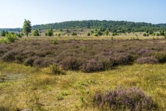 Heath area with purple flowering heather and a tree under a blue sky, Haltern-Borkenberge nature