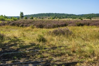 Sunny landscape with purple heather and path in the shady grass, rolling hills in the background,