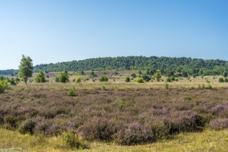 Wide heath area with purple heather and scattered trees under a blue sky, Haltern-Borkenberge