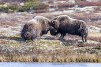 Musk oxen (Ovibos moschatus), bulls fighting in autumnal tundra, Dovrefjell-Sunndalsfjella National