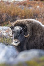 Musk ox (Ovibos moschatus), female in autumnal tundra, Dovrefjell-Sunndalsfjella National Park,