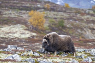 Musk ox (Ovibos moschatus), bull in autumnal tundra, Dovrefjell-Sunndalsfjella National Park,