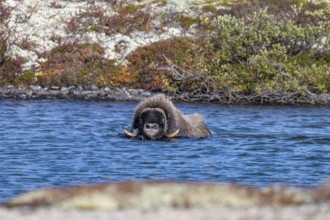 Musk ox (Ovibos moschatus), swimming in lake, Dovrefjell-Sunndalsfjella National Park, Norway