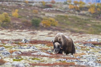Musk ox (Ovibos moschatus), bull in autumnal tundra, Dovrefjell-Sunndalsfjella National Park,