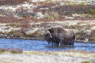 Musk ox (Ovibos moschatus), bull goes to sea, Dovrefjell-Sunndalsfjella National Park, Norway