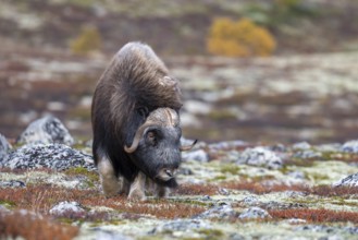 Musk ox (Ovibos moschatus), bull in autumnal tundra, Dovrefjell-Sunndalsfjella National Park,