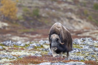 Musk ox (Ovibos moschatus), bull in autumnal tundra, Dovrefjell-Sunndalsfjella National Park,
