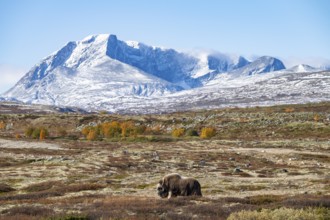 Musk ox (Ovibos moschatus), in autumnal tundra with snow-covered mountains,
