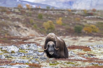 Musk ox (Ovibos moschatus), bull in autumnal tundra, Dovrefjell-Sunndalsfjella National Park,