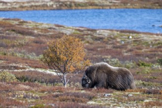 Musk ox (Ovibos moschatus), bull in autumnal tundra, Dovrefjell-Sunndalsfjella National Park,