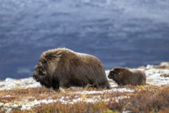 Musk oxen (Ovibos moschatus), bull with young in autumnal tundra, Dovrefjell-Sunndalsfjella