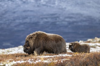 Musk oxen (Ovibos moschatus), bull with young in autumnal tundra, Dovrefjell-Sunndalsfjella
