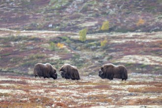 Musk oxen (Ovibos moschatus), bulls in autumnal tundra, Dovrefjell-Sunndalsfjella National Park,