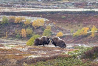 Musk oxen (Ovibos moschatus), bulls in autumnal tundra, Dovrefjell-Sunndalsfjella National Park,