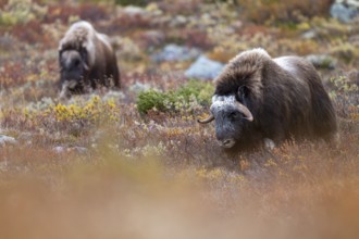 Musk oxen (Ovibos moschatus), in autumnal tundra, Dovrefjell-Sunndalsfjella National Park, Norway