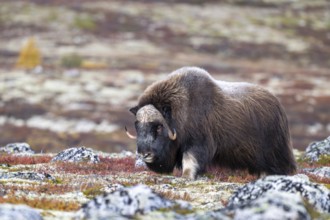 Musk ox (Ovibos moschatus), bull in autumnal tundra, Dovrefjell-Sunndalsfjella National Park,
