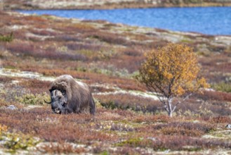 Musk ox (Ovibos moschatus), bull in autumnal tundra, Dovrefjell-Sunndalsfjella National Park,