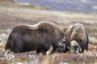 Musk oxen (Ovibos moschatus), bulls in autumnal tundra, Dovrefjell-Sunndalsfjella National Park,