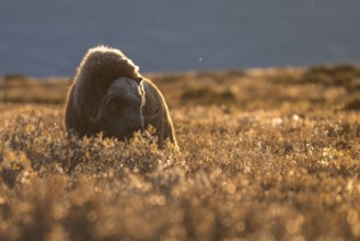 Musk ox (Ovibos moschatus), bull against the light, Dovrefjell-Sunndalsfjella National Park, Norway