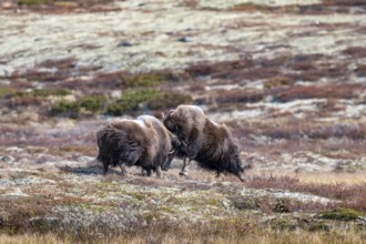 Musk oxen (Ovibos moschatus), bulls fighting in autumnal tundra, Dovrefjell-Sunndalsfjella National