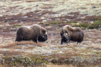 Musk oxen (Ovibos moschatus), bulls in autumnal tundra, Dovrefjell-Sunndalsfjella National Park,