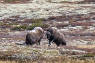Musk oxen (Ovibos moschatus), bulls fighting in autumnal tundra, Dovrefjell-Sunndalsfjella National