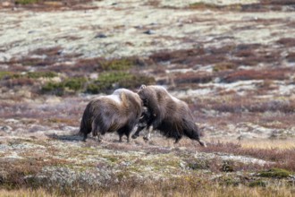 Musk oxen (Ovibos moschatus), bulls fighting in autumnal tundra, Dovrefjell-Sunndalsfjella National